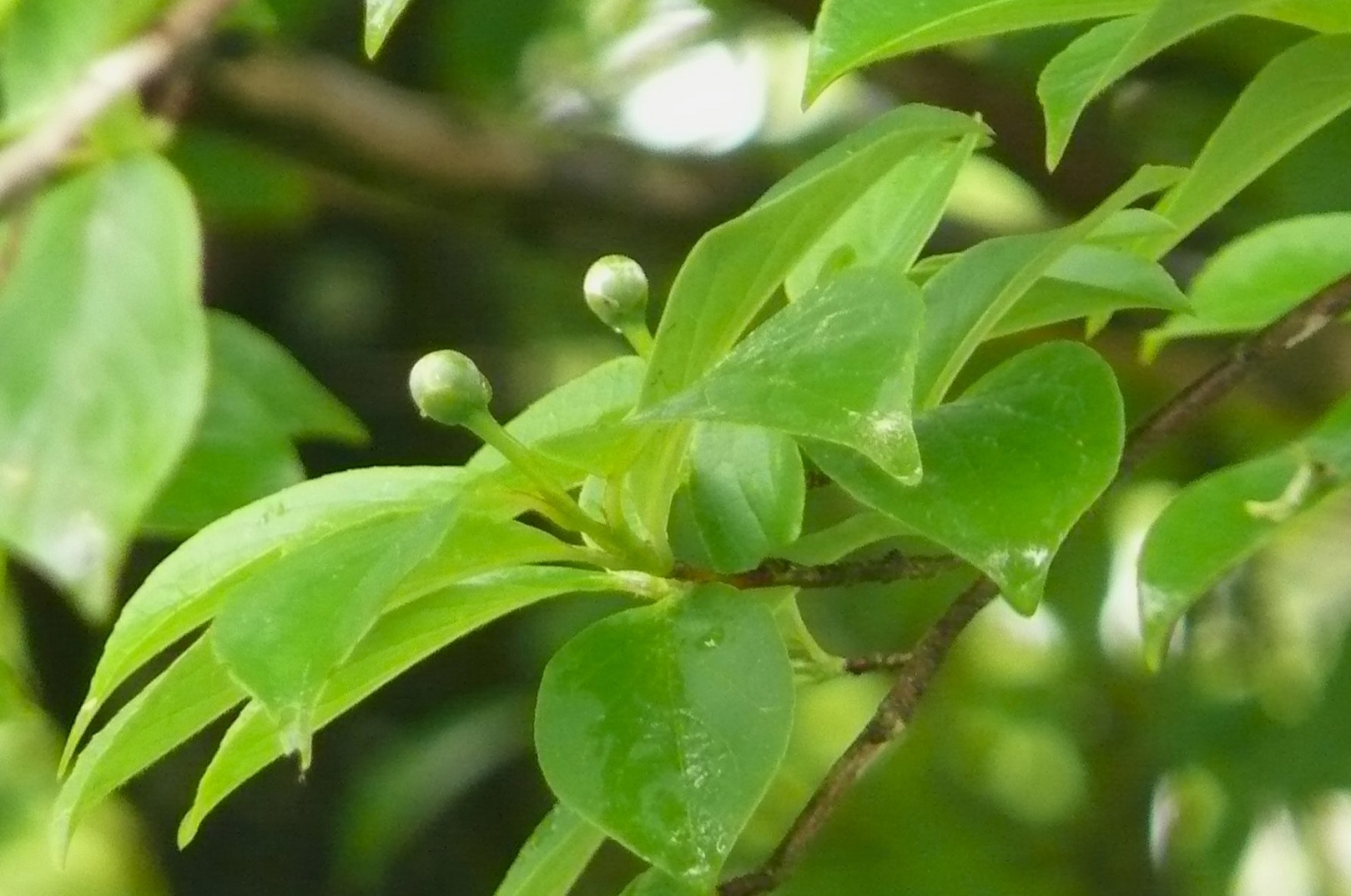 http://www.alpico.co.jp/shikinomori/news/images/P1420766.JPG