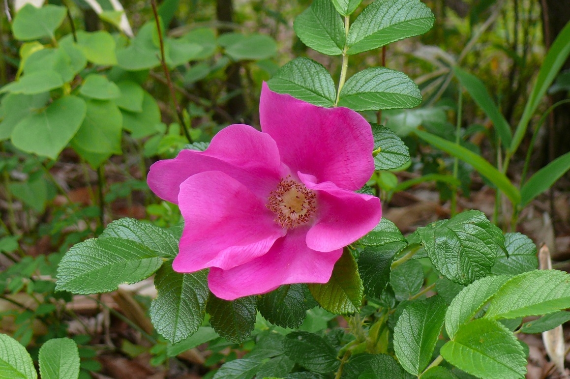 http://www.alpico.co.jp/shikinomori/news/images/P1420869.JPG