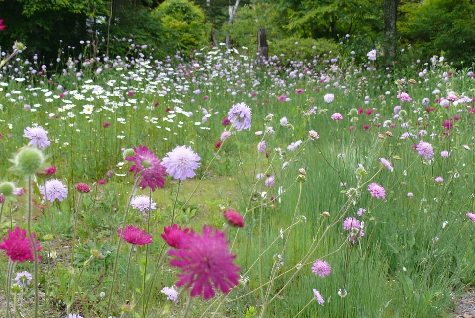 http://www.alpico.co.jp/shikinomori/news/images/P1420880.JPG