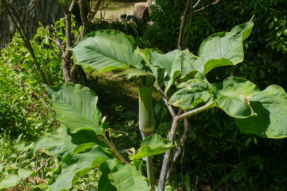 http://www.alpico.co.jp/shikinomori/news/images/P1420928.JPG