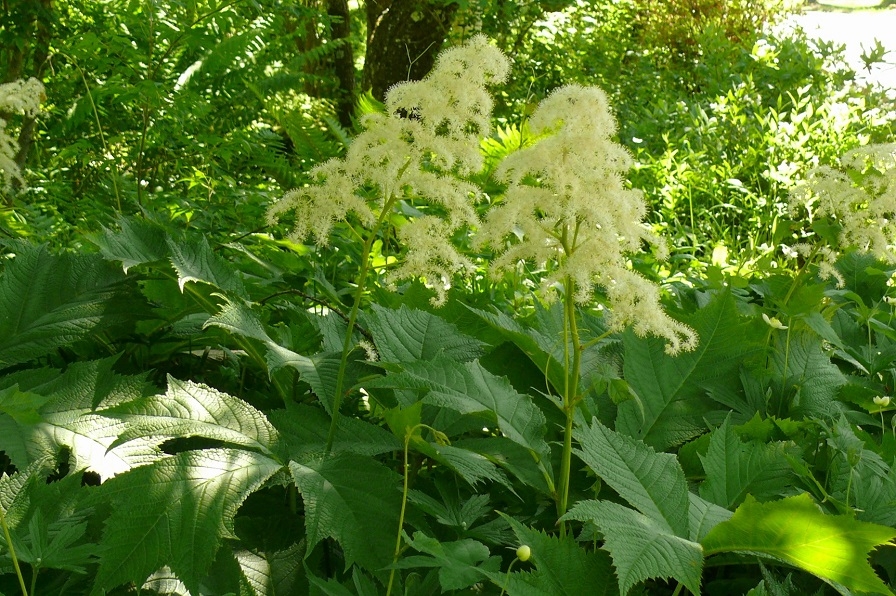 http://www.alpico.co.jp/shikinomori/news/images/P1420936.JPG