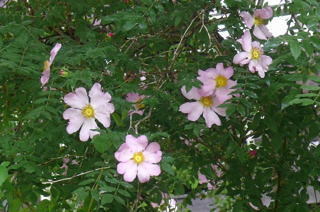http://www.alpico.co.jp/shikinomori/news/images/P1430019.JPG