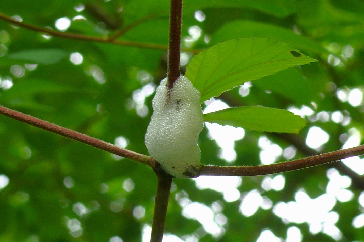 http://www.alpico.co.jp/shikinomori/news/images/P1430032.JPG