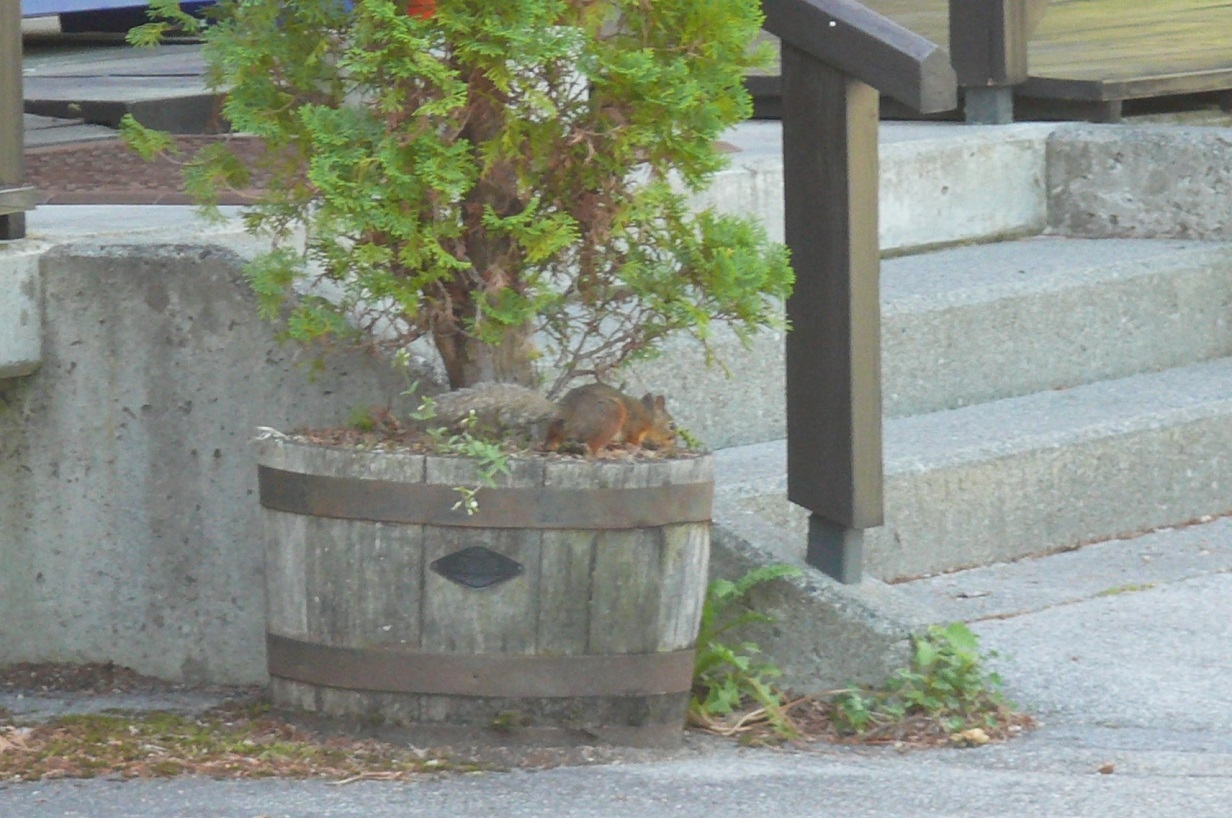 http://www.alpico.co.jp/shikinomori/news/images/P1430055.JPG