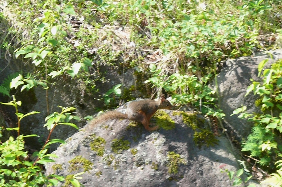 http://www.alpico.co.jp/shikinomori/news/images/P1430225.JPG
