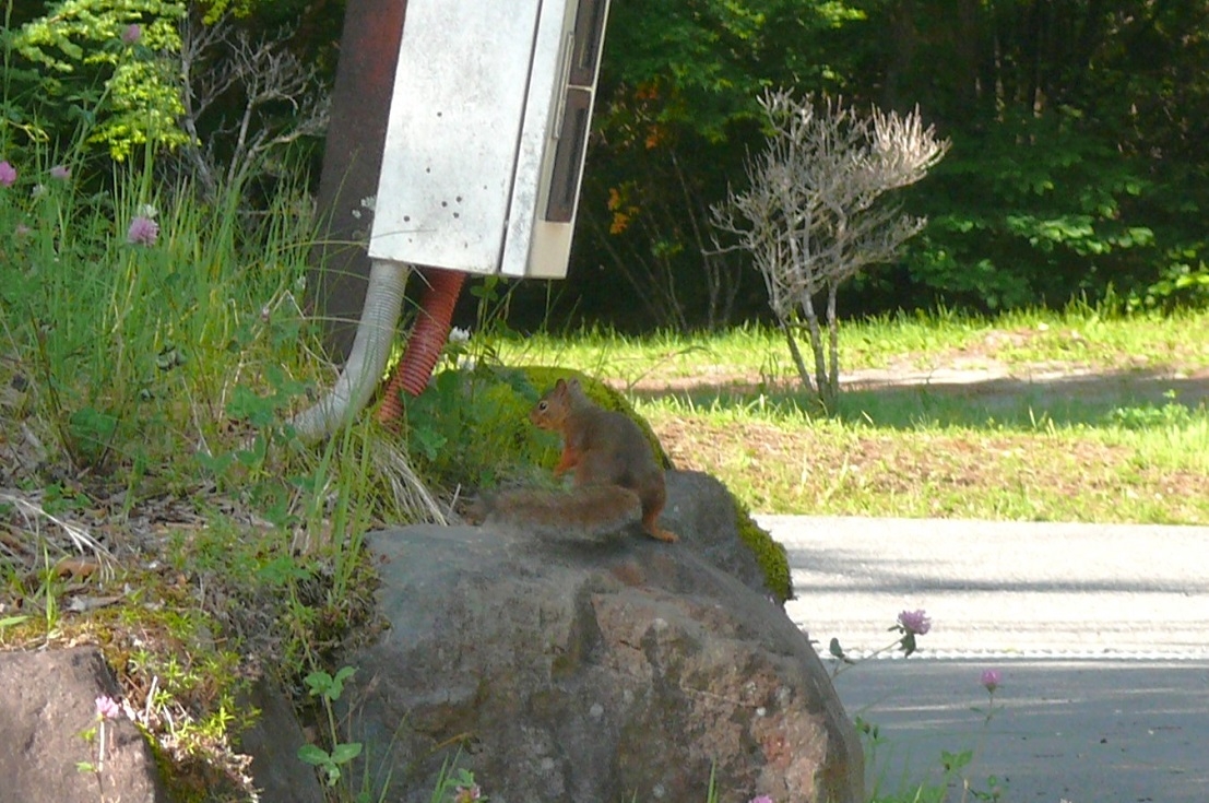 http://www.alpico.co.jp/shikinomori/news/images/P1430230.JPG