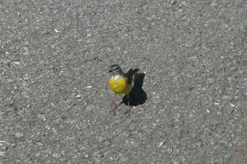 http://www.alpico.co.jp/shikinomori/news/images/P1430242.JPG