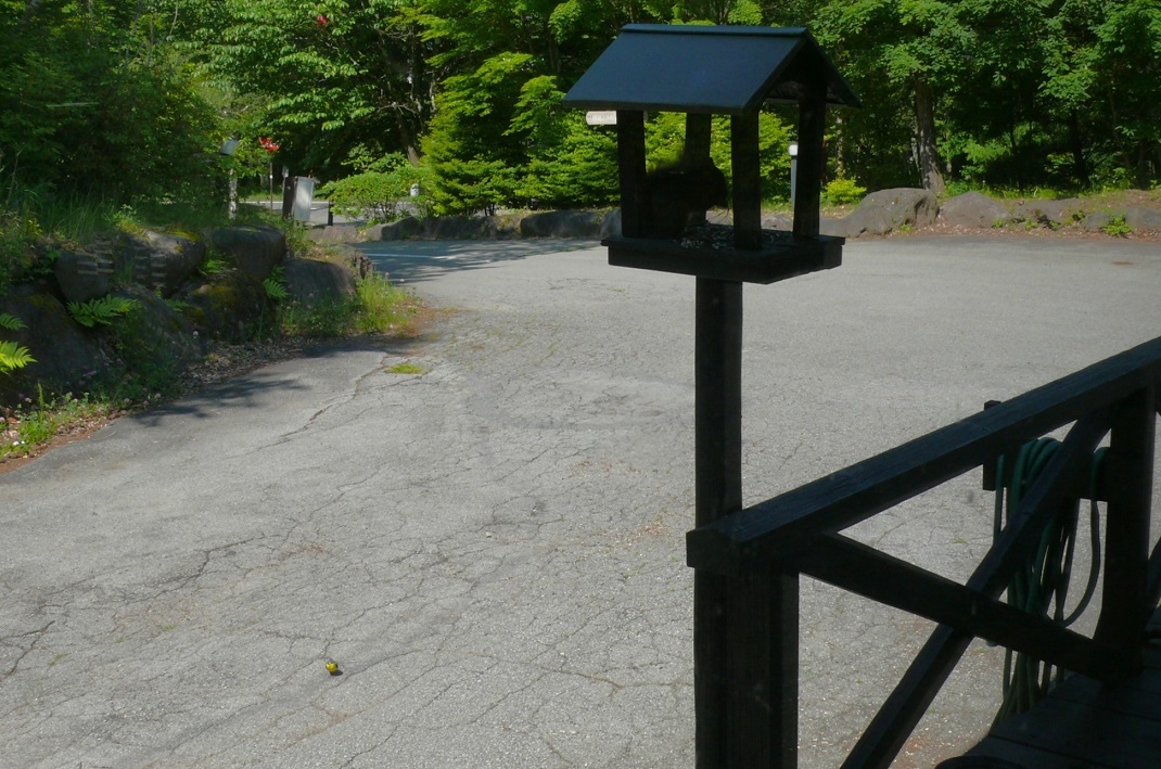 http://www.alpico.co.jp/shikinomori/news/images/P1430248.JPG