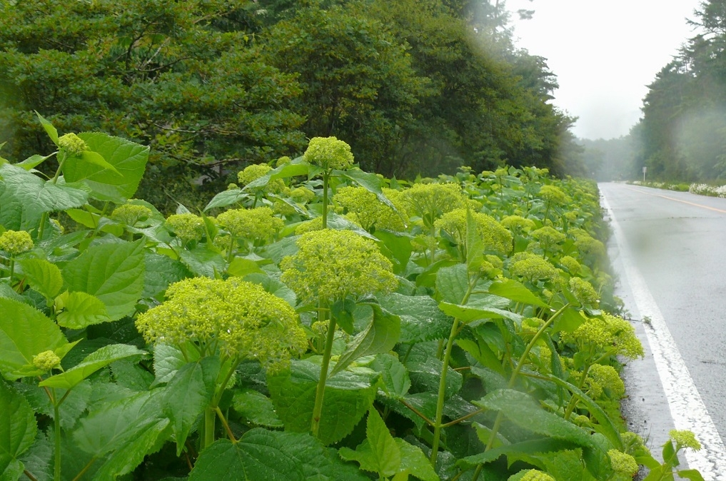 http://www.alpico.co.jp/shikinomori/news/images/P1430292.JPG