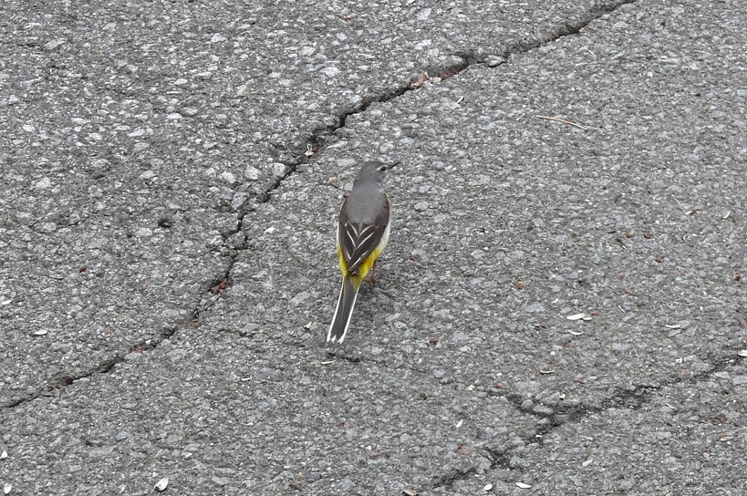 http://www.alpico.co.jp/shikinomori/news/images/P1430492.JPG