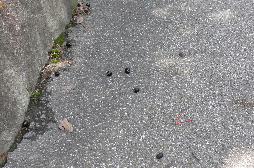 http://www.alpico.co.jp/shikinomori/news/images/P1430543.JPG