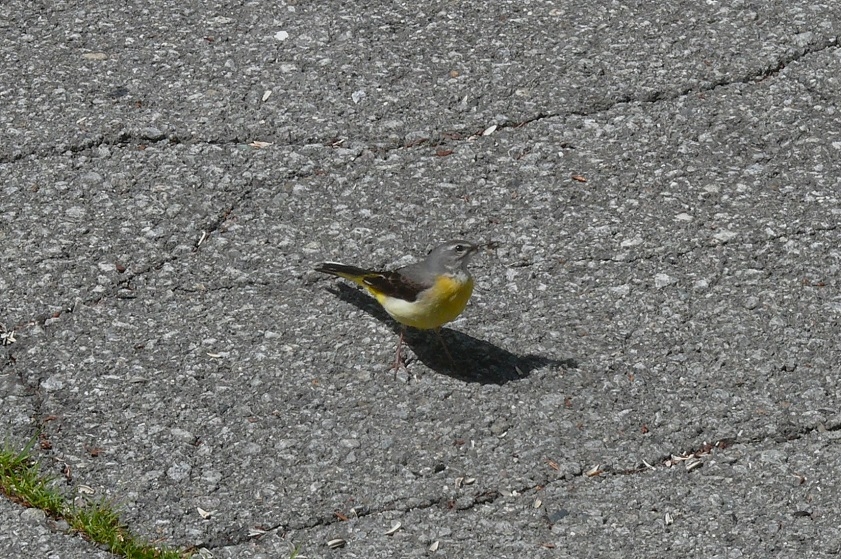 http://www.alpico.co.jp/shikinomori/news/images/P1430587.JPG