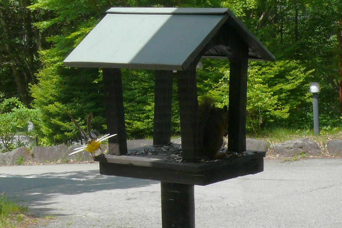 http://www.alpico.co.jp/shikinomori/news/images/P1430620.JPG