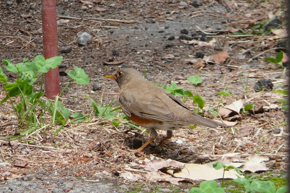 http://www.alpico.co.jp/shikinomori/news/images/P1430628.JPG