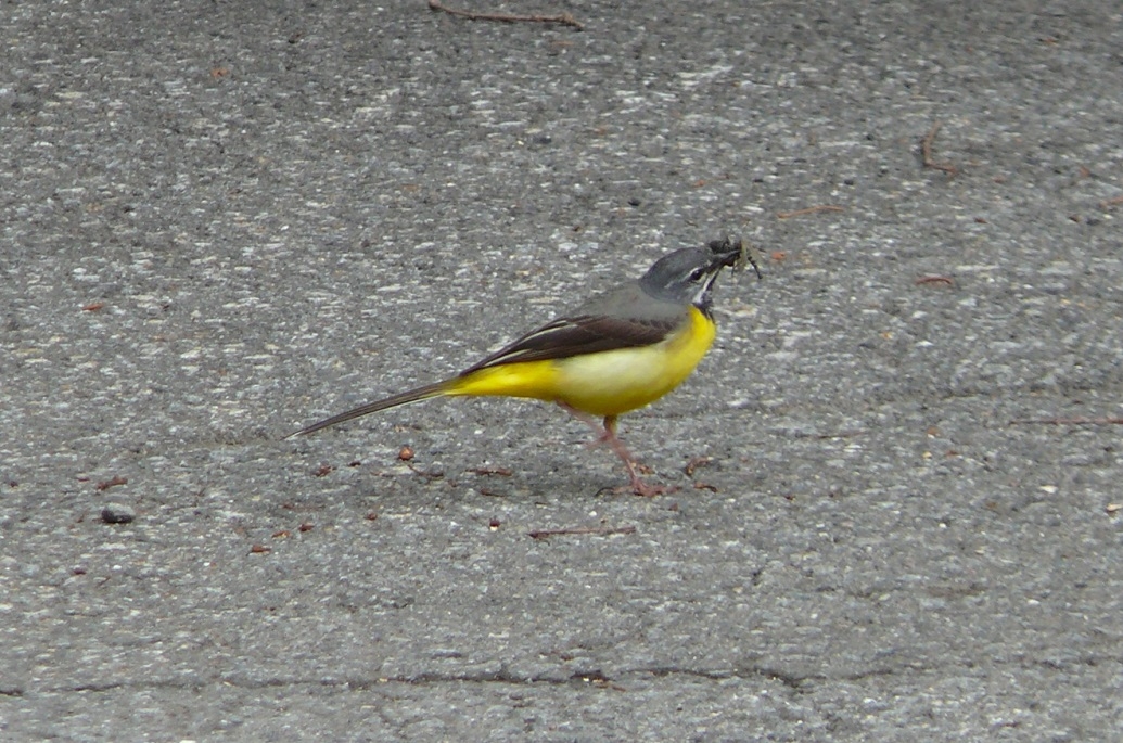 http://www.alpico.co.jp/shikinomori/news/images/P1430723.JPG