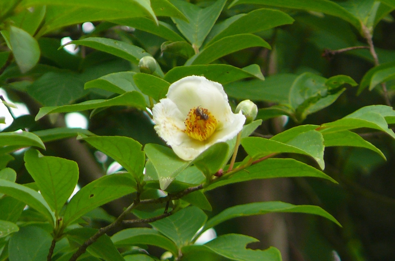 http://www.alpico.co.jp/shikinomori/news/images/P1430726.JPG