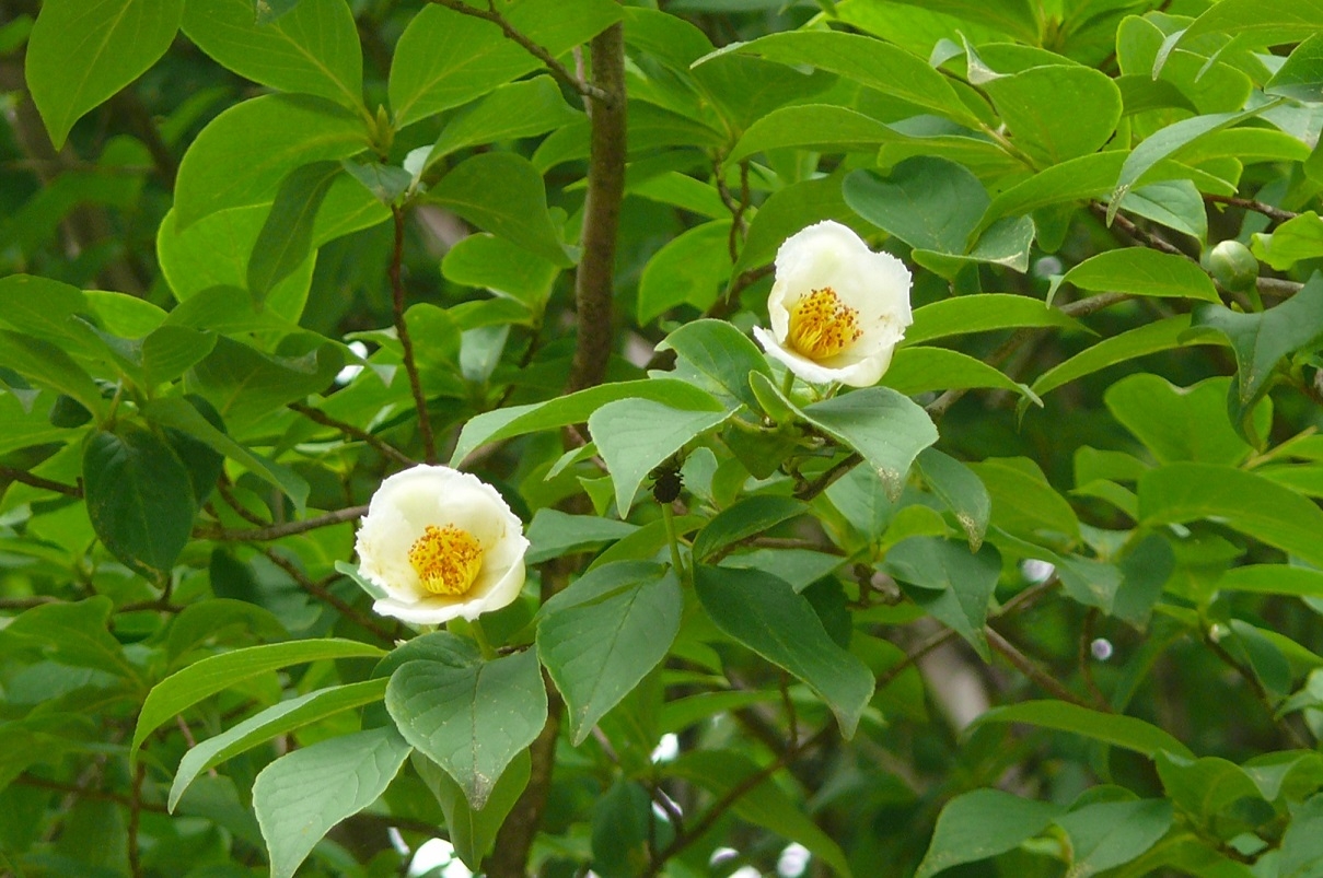 http://www.alpico.co.jp/shikinomori/news/images/P1430731.JPG