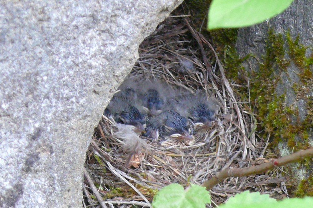 http://www.alpico.co.jp/shikinomori/news/images/P1430741.JPG