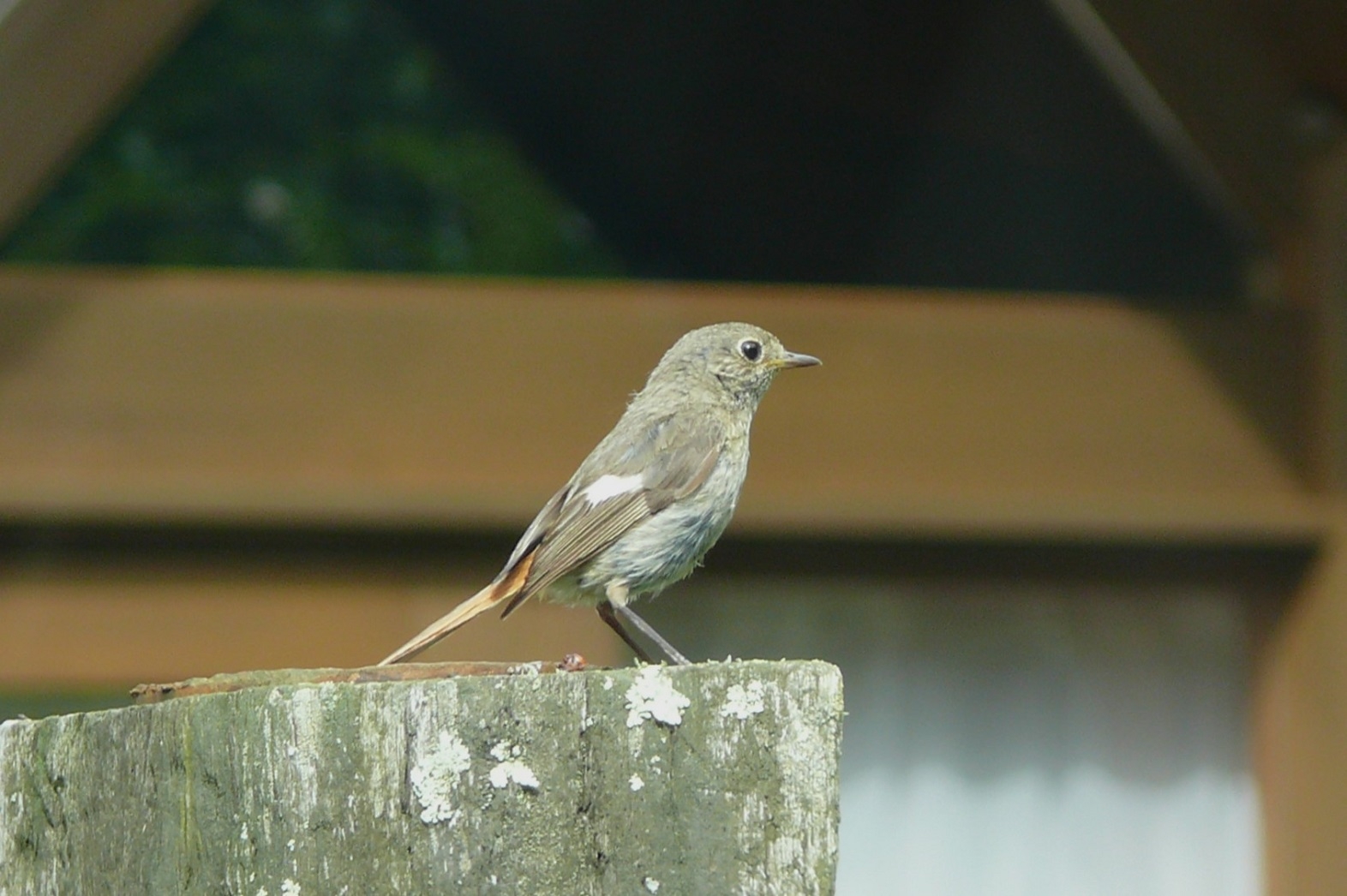 http://www.alpico.co.jp/shikinomori/news/images/P1430758.JPG