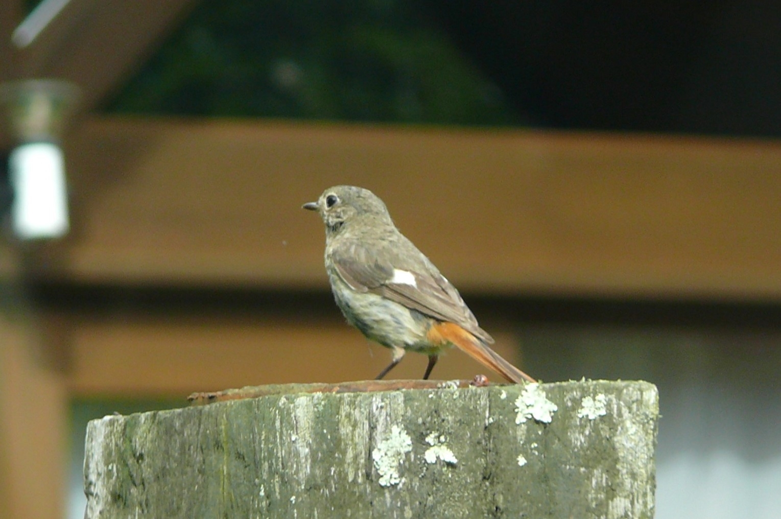 http://www.alpico.co.jp/shikinomori/news/images/P1430759.JPG