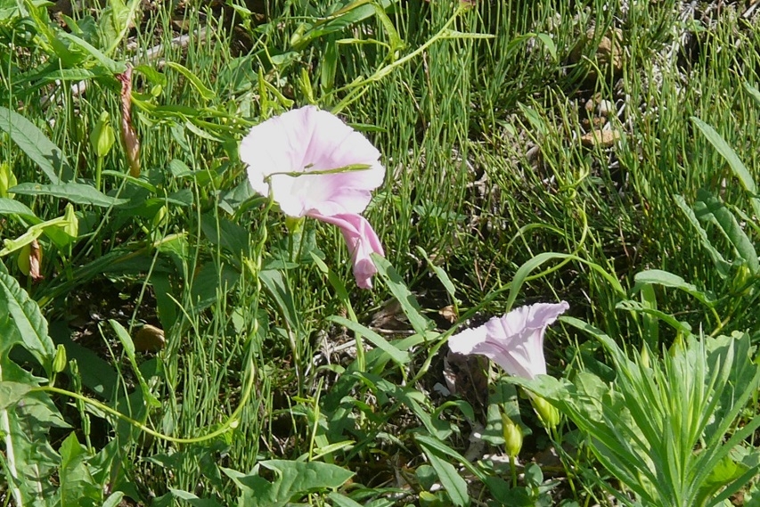 http://www.alpico.co.jp/shikinomori/news/images/P1430867.JPG