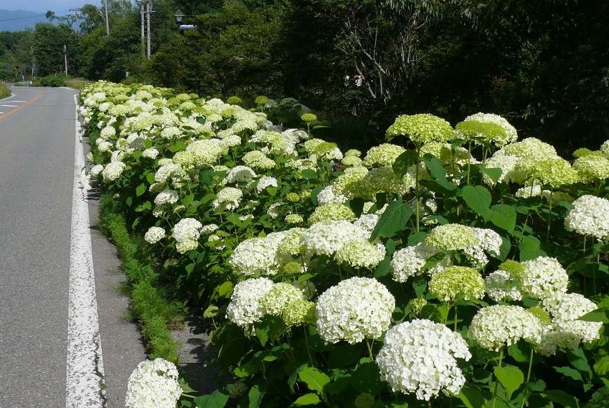 http://www.alpico.co.jp/shikinomori/news/images/P1430876.JPG