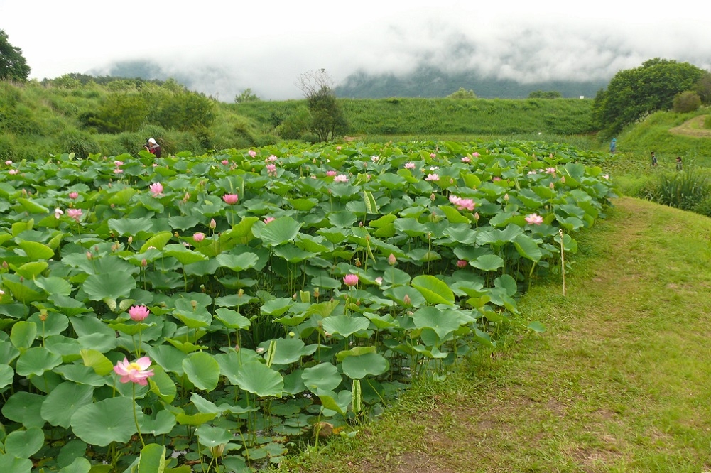 http://www.alpico.co.jp/shikinomori/news/images/P1440115.JPG