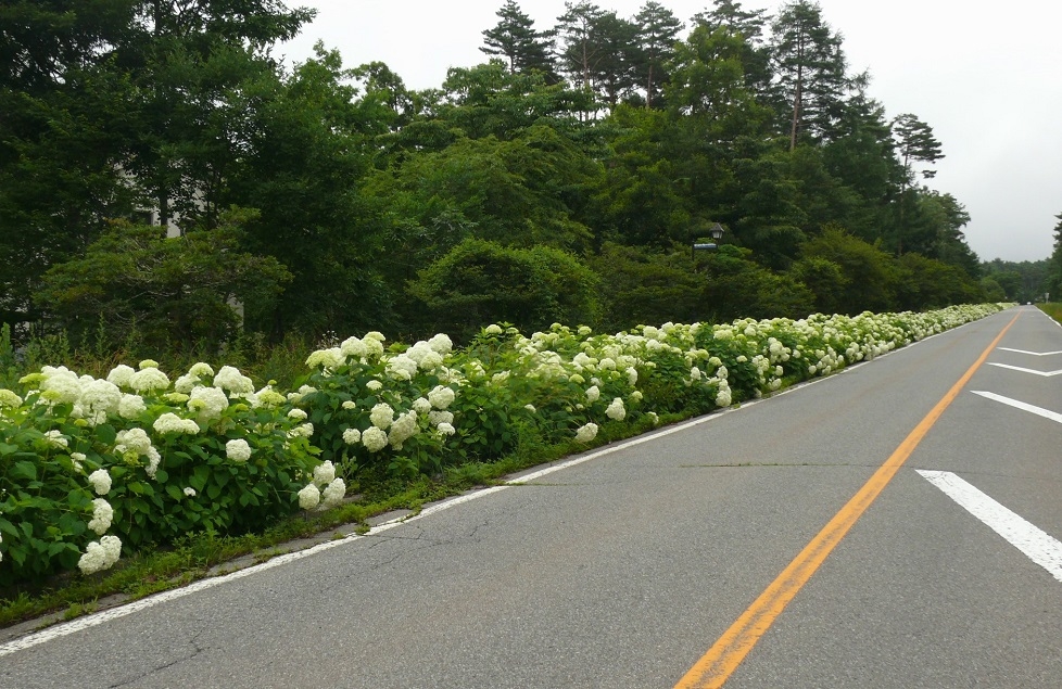 http://www.alpico.co.jp/shikinomori/news/images/P1440123.JPG