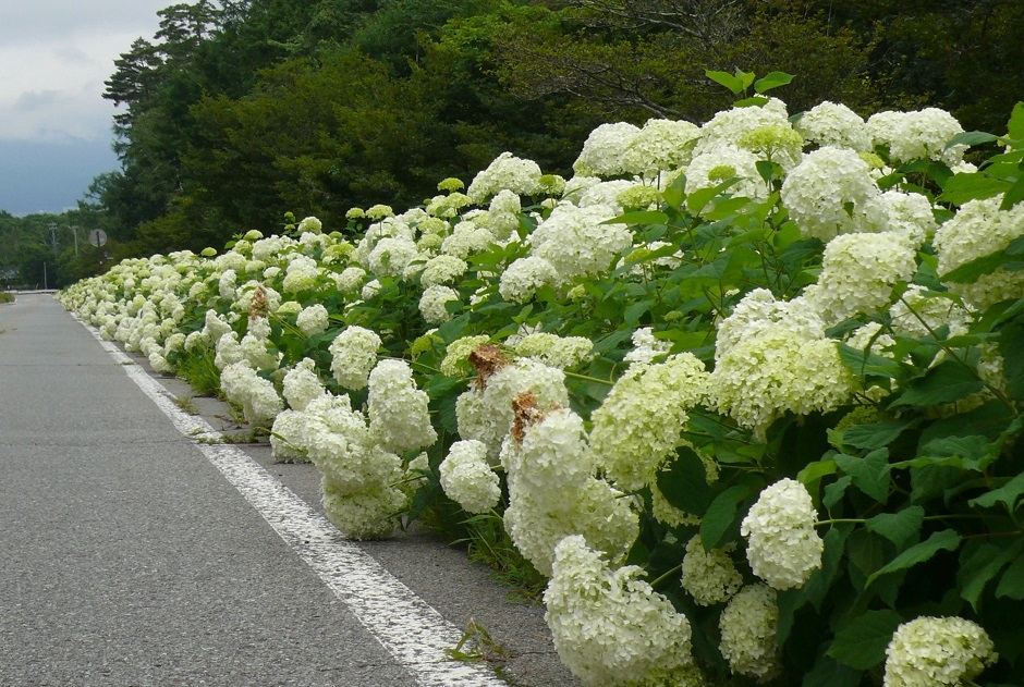 http://www.alpico.co.jp/shikinomori/news/images/P1440126.JPG