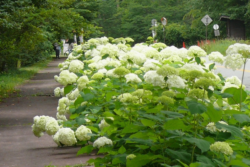 http://www.alpico.co.jp/shikinomori/news/images/P1440127.JPG