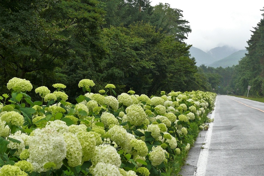 http://www.alpico.co.jp/shikinomori/news/images/b7c7c2fa57456c9c9c2a1d0d41d822ae023511f8.JPG