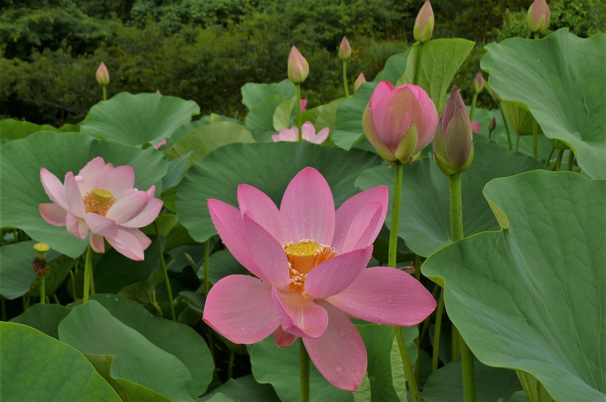 http://www.alpico.co.jp/shikinomori/news/images/baccfc725f6f325bab0b5b4f88369861919060c3.JPG