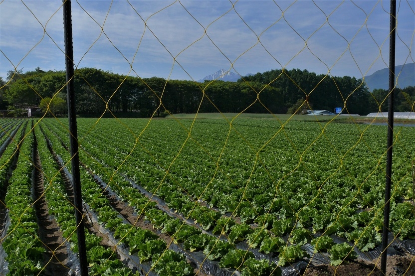 http://www.alpico.co.jp/shikinomori/news/images/c30aa495414b6b44db804c481145e45a39d3a6d0.JPG