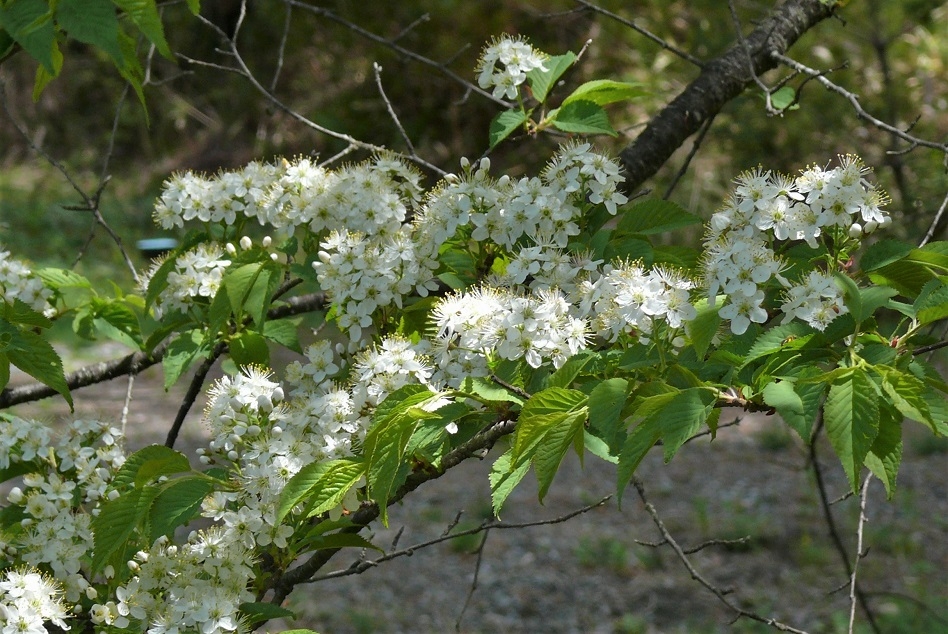 http://www.alpico.co.jp/shikinomori/news/images/c4fc73342a9072ccf99e9af52b55c90d92036429.JPG
