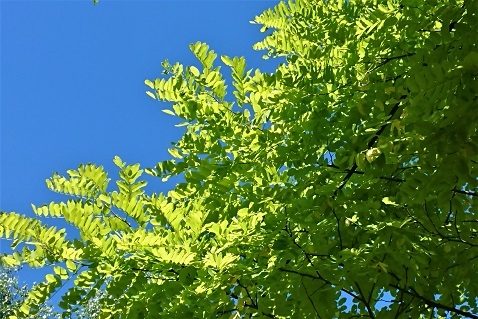 http://www.alpico.co.jp/shikinomori/news/images/ccd2d748ee935f9d928b666ed4bfe9d0f2d633f0.JPG