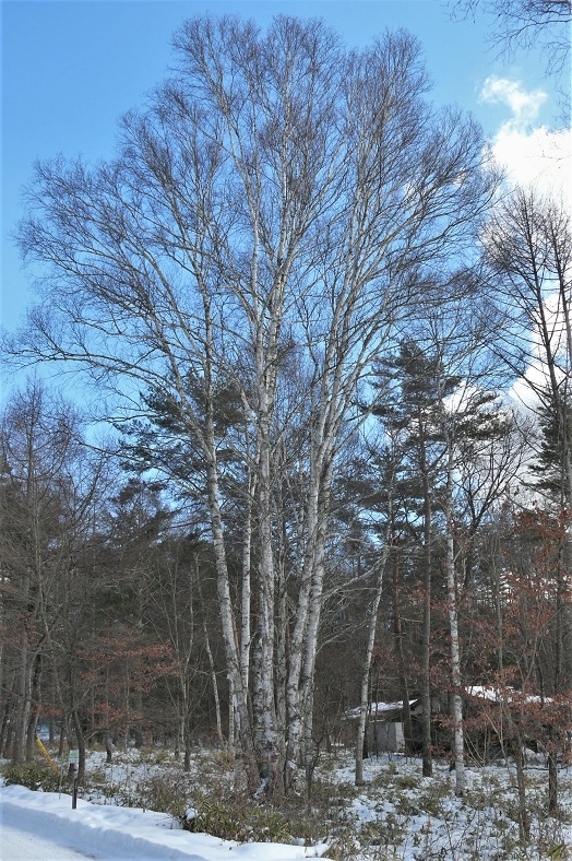 http://www.alpico.co.jp/shikinomori/news/images/e6a4fca66bdfef35113461919a80ed1475115d2b.JPG