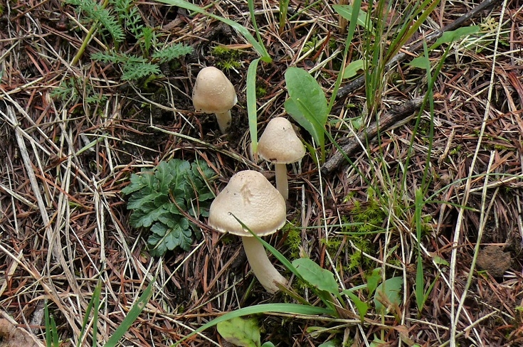 http://www.alpico.co.jp/shikinomori/news/images/e71f21f235664926a7a32f2f5f032d372a1cf8b6.JPG