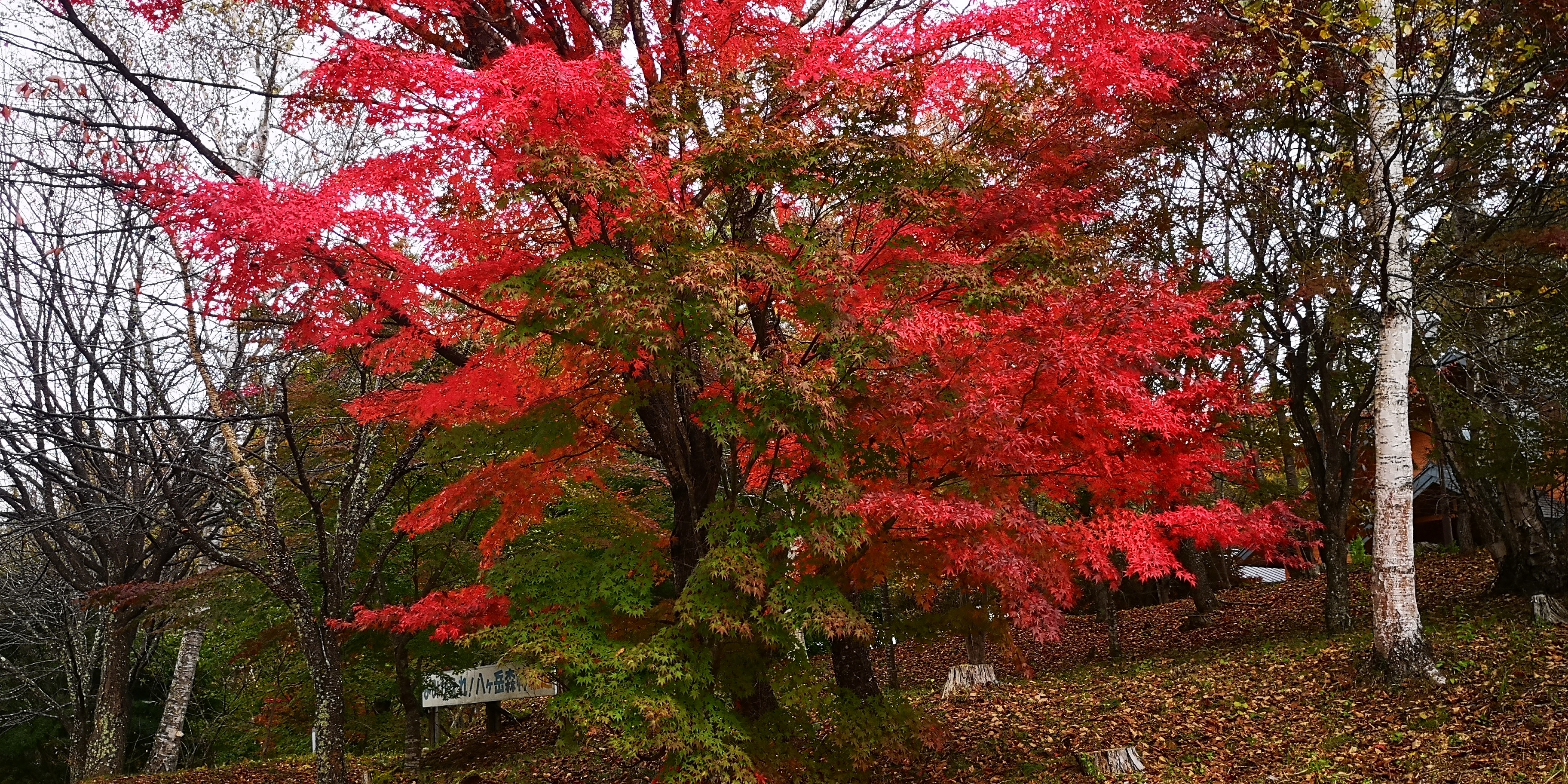 http://www.alpico.co.jp/shikinomori/news/images/fa0edca735731af1b6deb44be1b561a282086438.jpg