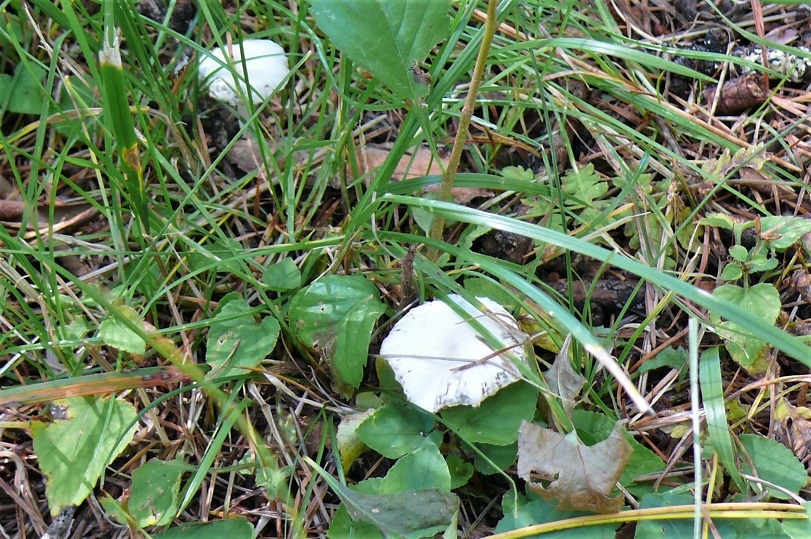 http://www.alpico.co.jp/shikinomori/news/images/fcccf76a77bb296ae98d8c5ce27f902b18dfbd87.JPG