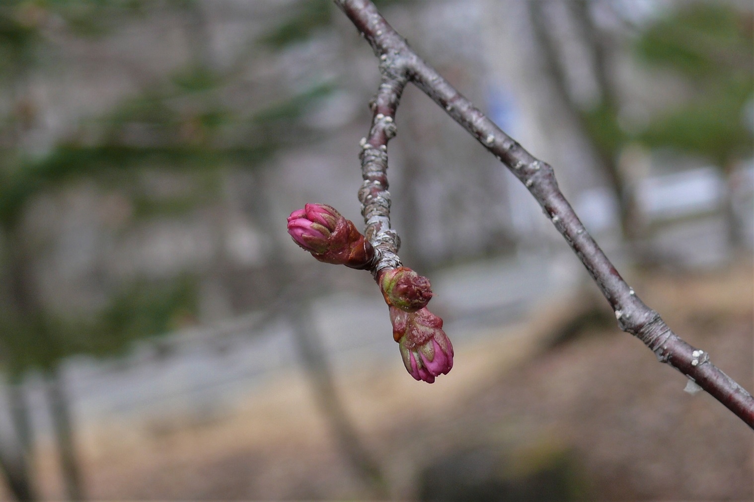 http://www.alpico.co.jp/shikinomori/news/images/fd834e678c377aca57f2e8a6133033ab2e356453.JPG