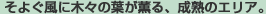 ���悮���ɖ؁X�̗t���O��A���n�̃G���A�B