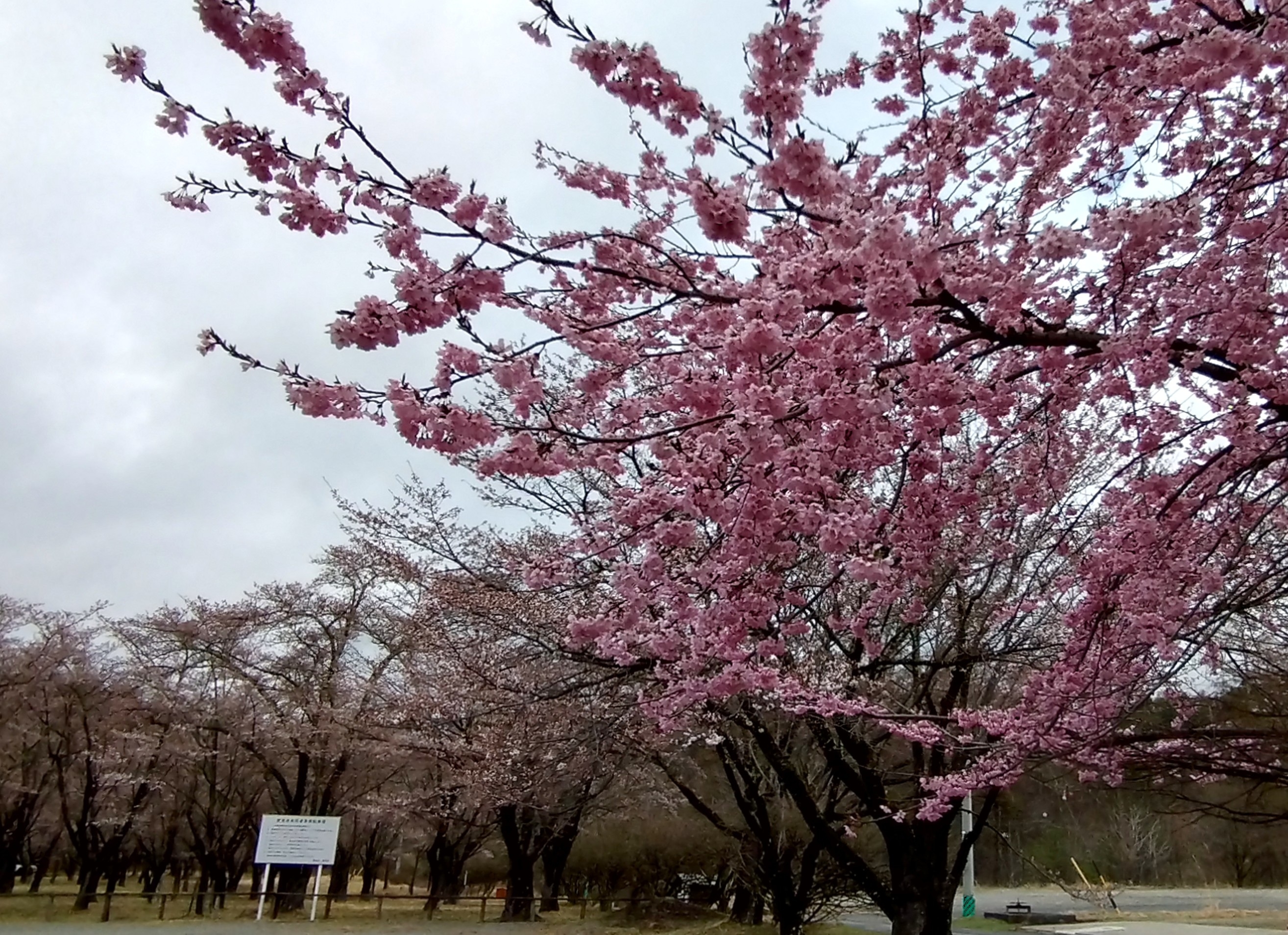 20250423聖光寺⑤.JPG