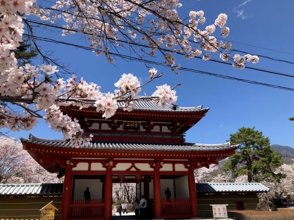 20250426聖光寺満開 (5)1.jpg
