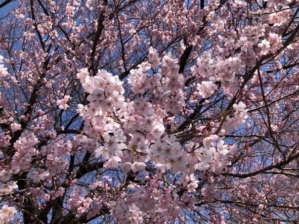 20250409　上社前宮近く桜2-1.jpg