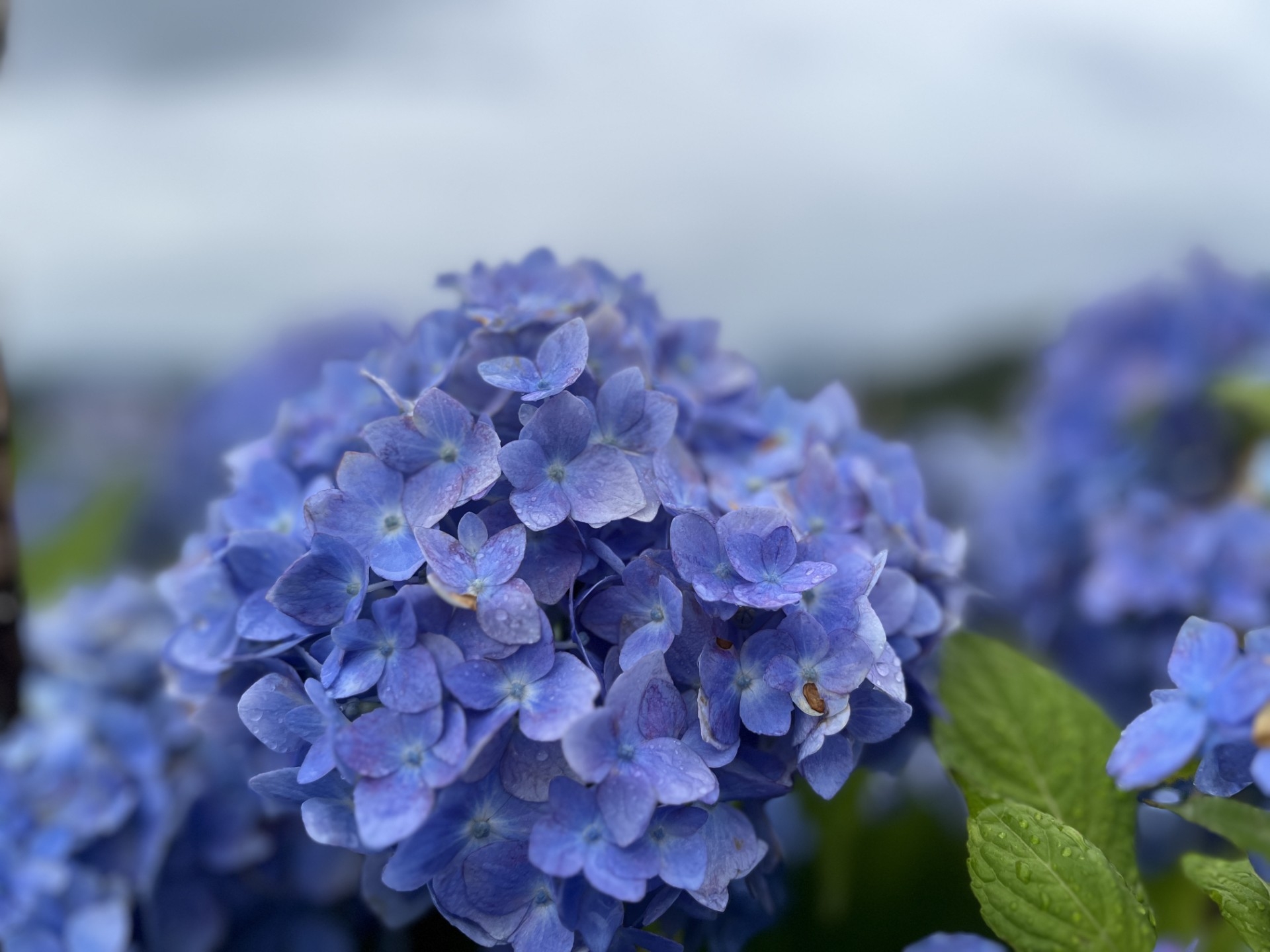 5605eb20-d879-42c5-9e18-57175866329c.jpg