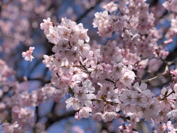 20250409　上社前宮近く桜-1.jpg