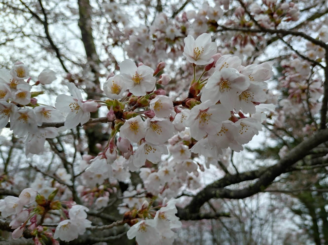 20250423聖光寺③.JPG