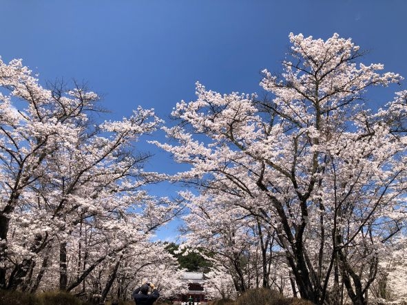 20250426聖光寺満開 (3)1.jpg