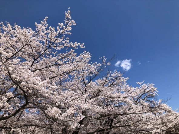 20250426聖光寺満開 (1)1.jpg