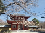 20240420　桜 (2)1.jpg